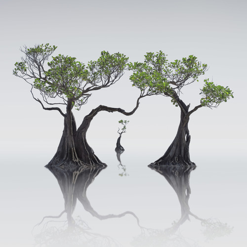 Dancing Mangroves