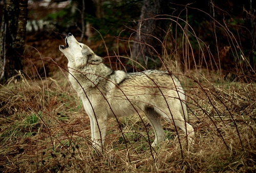 Wolf