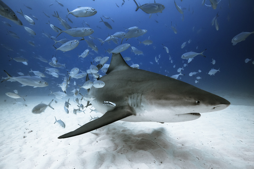 Bull Shark at Playa