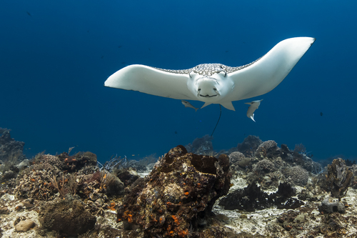 Spotted Eagle Ray at Cozumel