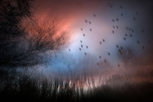 Murmuration Two
