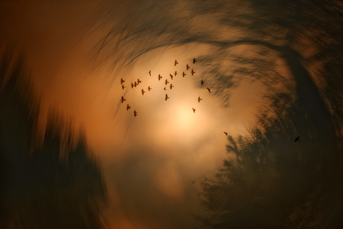 Starlings Aloft