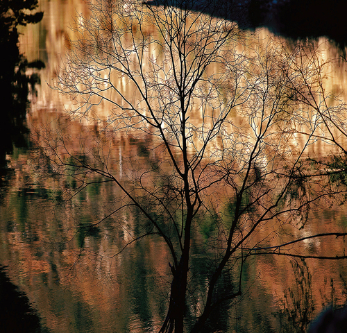 The Branch Silhouette