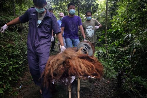 Saving Orangutans 3