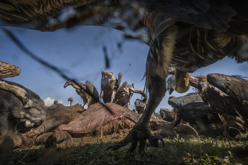 Vulture Restaurant