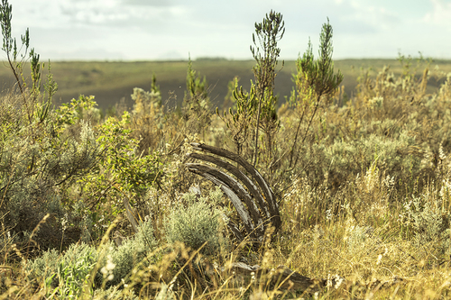 giraffe carcass