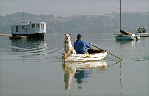 Arthur the Anchor Out Dog