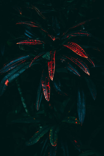 Bali Red Devil