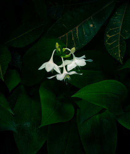 Balinese Night Bloom