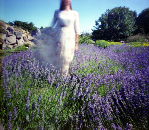 Lavender