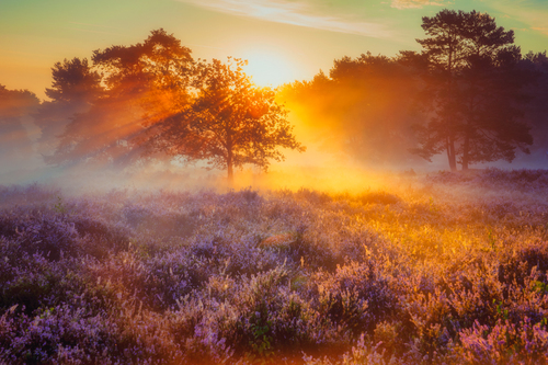 Mehringer Heath