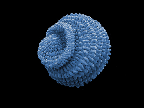 Seed