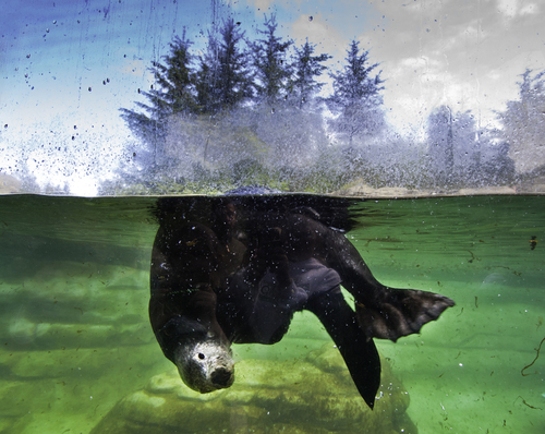 Otter at You