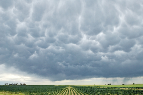 Mammatus Clouds