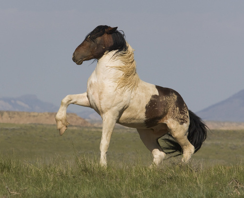 War Bonnet