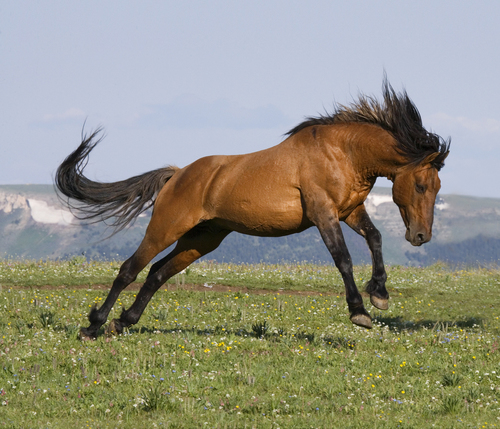 Wild Stallion Leaping