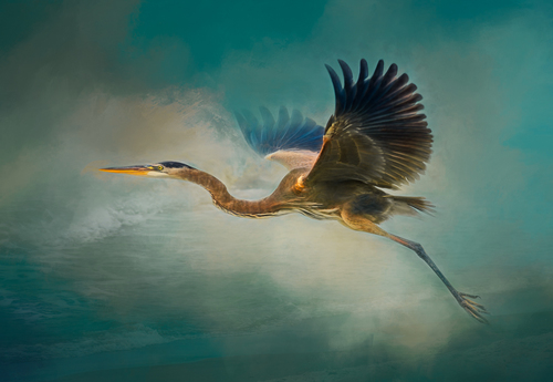 Great Blue Heron in Flight