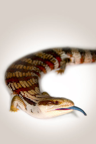 Blue-Tongue Lizard