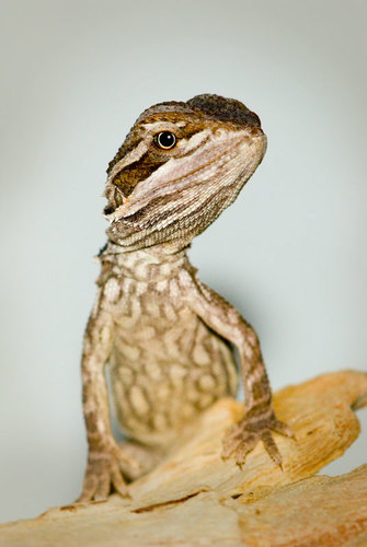 Pogona henrylawsonii