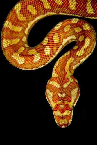 Bredli