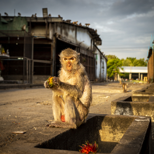 Monkeycity