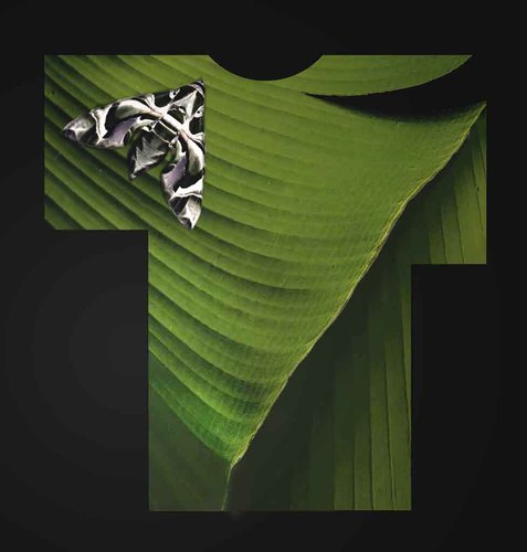 Leaf Kimono with Moth