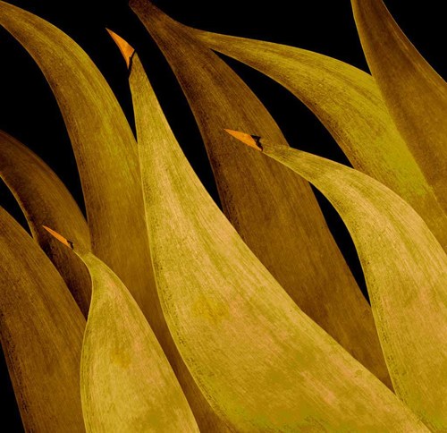 Agave Birds