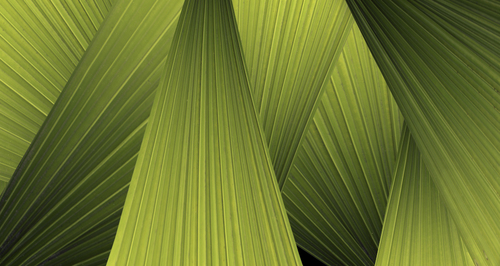 Pleated Leaf Mural