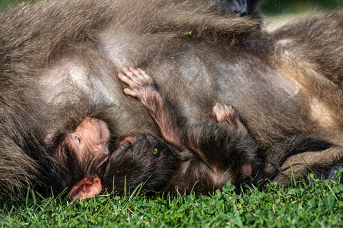 Mother Love