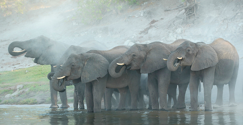 Elephant Mist