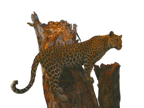 Leopard Looking