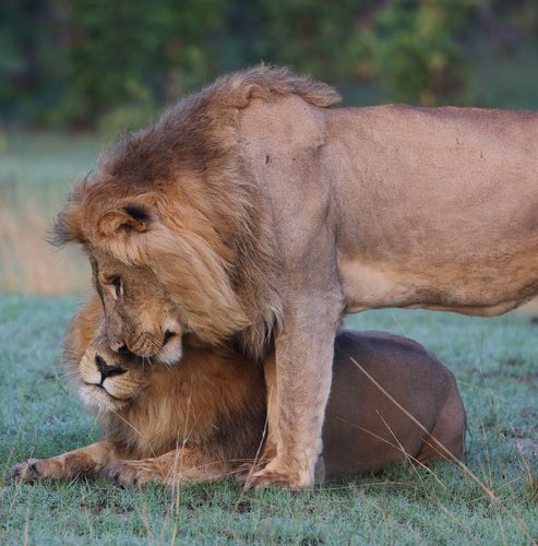 Brotherly Love Head Bump