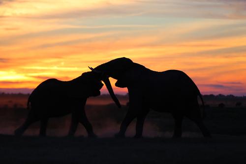 Elephant Training