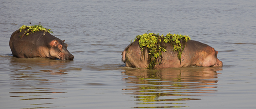Hippo Gardens