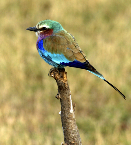 Lilac Breasted Roller