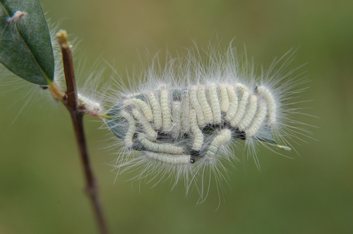 Insect