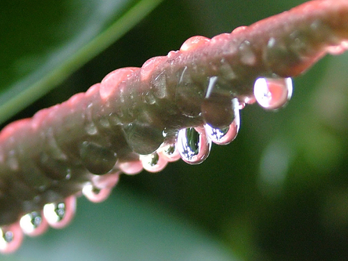 Water Drop