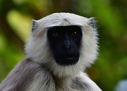 Grey Langur