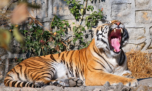 Bengal Tiger