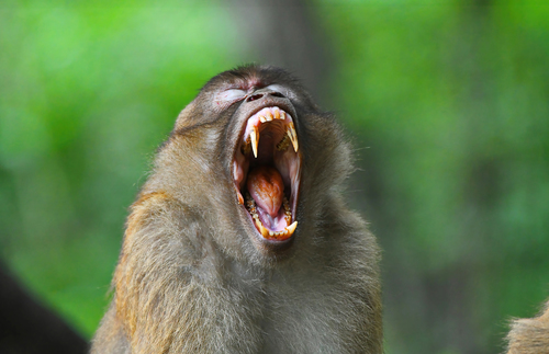 The Assam macaque (Macaca assamensis) or Assamese macaque 