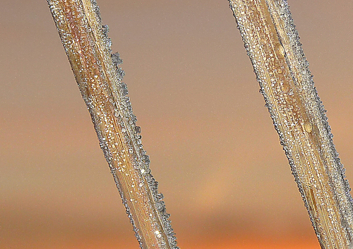 FROZEN TWINS