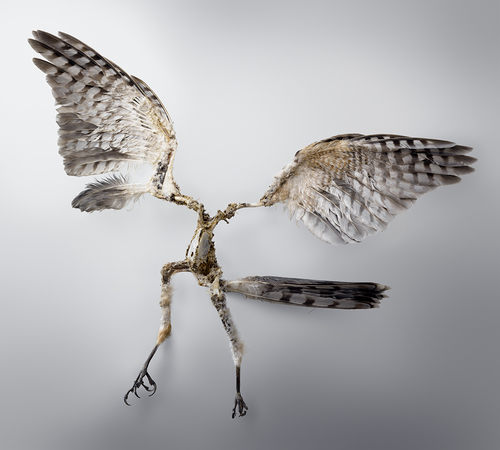 Cooper's Hawk