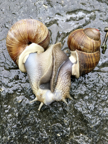 Snails In Love