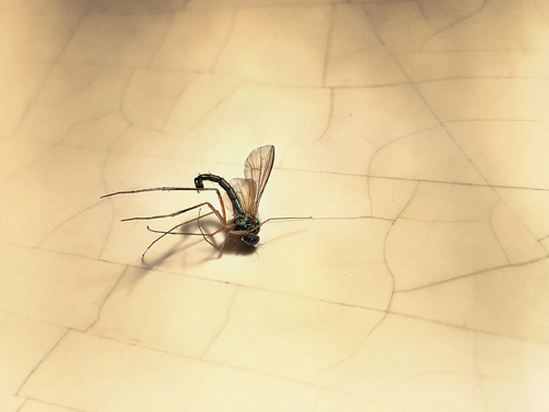 Death Of The Mosquito