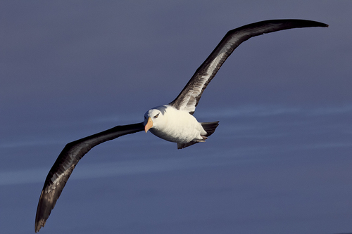 Full Flight