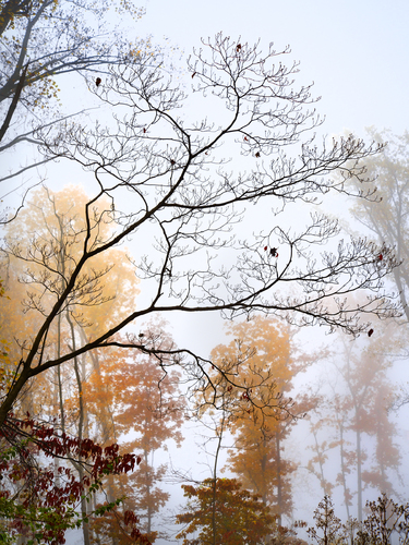 Autumn #1