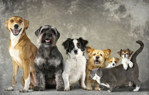 Cat and Dogs