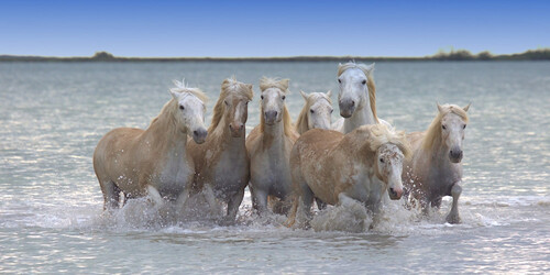 Camargue Horses