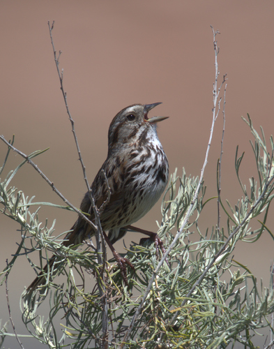 Song Sparrow