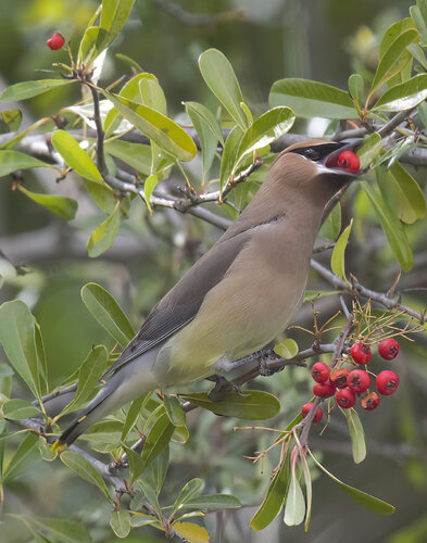 Cedar Waxwing with Berries